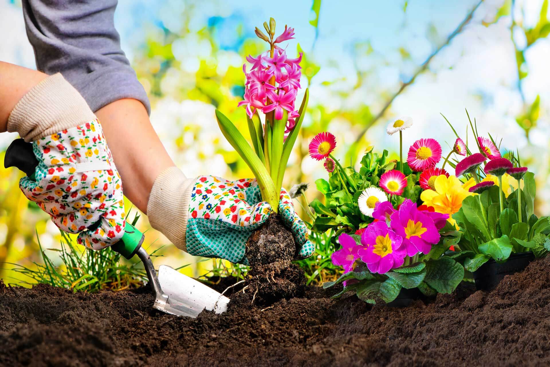 シラミに対する6つの家庭療法